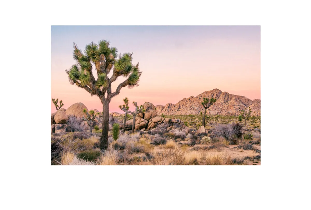 Desert Joshua Trees | Canvas Wall Art Print